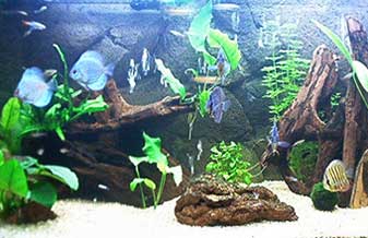 Aquarium Blue Face e Comércio - Foto 1