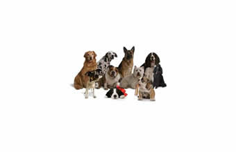 Clube dos Criadores Curio de Guarujá Vicente de Carvalho - Foto 1