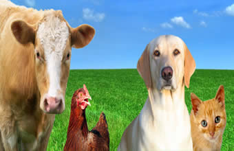 Pet Shop Araponga - Foto 1