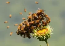 enxame de abelhas