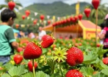 Festa do Morango de Guarujá