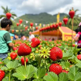 Festa do Morango de Guarujá