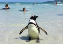 pinguim Guarujá