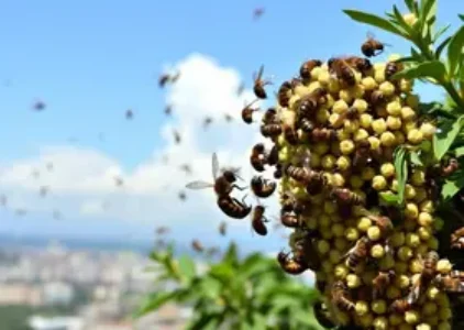 Últimas noticias de Guarujá