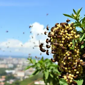abelhas africanizadas
