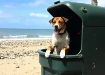 Cachorro Caçamba